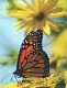 FARFALLA Animale Vintage Cartolina CPSM #PBS426.IT - Papillons