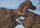 ELEFANTE Animale Vintage Cartolina CPSM #PBS743.IT - Elephants