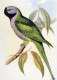 UCCELLO Animale Vintage Cartolina CPSM #PAN378.IT - Oiseaux