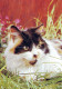 GATTO KITTY Animale Vintage Cartolina CPSM #PAM130.IT - Katzen
