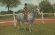 CABALLO Animales Vintage Tarjeta Postal CPA #PKE880.ES - Horses