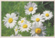 FLORES Vintage Tarjeta Postal CPSM #PBZ695.ES - Flowers
