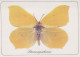 MARIPOSAS Animales Vintage Tarjeta Postal CPSM #PBS423.ES - Butterflies