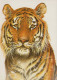 TIGRE Animales Vintage Tarjeta Postal CPSM #PBS044.ES - Tiger