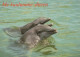 DELFÍNs Animales Vintage Tarjeta Postal CPSM #PBS668.ES - Dolfijnen