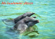 DELFÍNs Animales Vintage Tarjeta Postal CPSM #PBS668.ES - Delfines