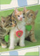 GATO GATITO Animales Vintage Tarjeta Postal CPSM #PAM562.ES - Cats