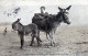 BURRO Animales Niños Vintage Antiguo CPA Tarjeta Postal #PAA336.ES - Donkeys