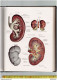 BOEK 003 Atlas Der Deskriptiven Anatomie Des Menschen. 2Teil. Die Eingeweide Des Menschen EinschileBlich Des . Elfte Auf - Sonstige & Ohne Zuordnung
