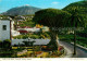 73607679 Tenerife Icod Of The Wines Tenerife - Autres & Non Classés