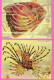 Lot 7 Cartes Publicitaires Laboratoire SOCA Monte-Carlo Poissons Illustrées Par Camia + Beaux Timbres De Monaco 1956 - Musée Océanographique