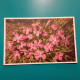 Cartolina Fiori Dianthus Glacialis. Non Viaggiata - Fleurs