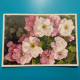 Cartolina Egtantine - Gefullte Wildrose - Fleurs