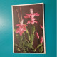 Cartolina Fiori Epiphyllum Truncatum - Fleurs