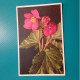 Cartolina Fiori Begonia Tuberhybrida - Fleurs