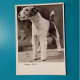 Cartolina Cane Sealyham Terrier. Non Viaggiata - Chiens