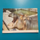 Cartolina Ippopotami. Non Viaggiata - Hipopótamos