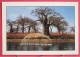 Sénégal - Sine Saloum - Ile Aux Baobabs - Pêche à L'épervier Dans Les Bolongs - Senegal