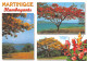 972-MARTINIQUE FLAMBOYANTS-N°C4086-C/0377 - Sonstige & Ohne Zuordnung