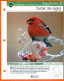 DURBEC DES SAPINS Oiseau Illustrée Documentée  Animaux Oiseaux Fiche Dépliante Animal - Animaux