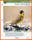 BRUANT MELANOCEPHALE Oiseau Illustrée Documentée  Animaux Oiseaux Fiche Dépliante - Animaux