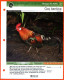 COQ BANKIVA Oiseau Illustrée Documentée  Animaux Oiseaux Fiche Dépliante Animal - Animals