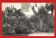 (RECTO / VERSO) MONTE CARLO - N° 1049 VUE DANS LES JARDINS - BEAU TIMBRE ET CACHET DE MONACO - CPA - Exotischer Garten
