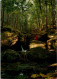 4-5-2024 (4 Z 8) Belgium  - Petite Suisse Luxembourgeoise (2 Postcards) With Trees Etc - Bomen