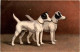 Hunde - Dogs - Chiens