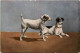 Hunde - Dogs - Chiens