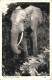 Elephant - East African Game - Olifanten