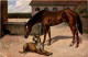 Pferd Horse Dog - Chevaux