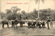 Ceylon - Buffaloes Threshing Paddy - Sri Lanka (Ceylon)