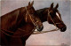 Pferd Horse - Chevaux