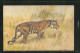 Künstler-AK Tiger In Natürlicher Umgebung  - Tiger