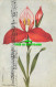 R603298 Disa Grandiflora. Maskew Miller. Cape Flora Series - World