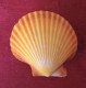 Aequipecten Opercularis ( Linneo, 1758)-Yellow- 54.9x 57.5mm- Chioggia, Italy.August.2018- - Conchas Y Caracoles