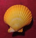 Aequipecten Opercularis ( Linneo, 1758)-Yellow- 54.9x 57.5mm- Chioggia, Italy.August.2018- - Seashells & Snail-shells