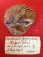 Anadara Polii ( Mayer, 1868)- Chioggia (Italy). 40.5x 33,5mm. Trawled Alive On Sandy Ground - Coquillages