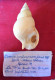 Buccinum Humphreysianum Locard, 1887- Melilla ( Spain). 71.4x 38,5mm. Trawled Alive On Mud - Conchas Y Caracoles