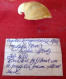 Capulus Hungaricus ( Linnè, 1758)- 36,2x 28,5. Molfetta ( Bari), Italy. Feb.2012. - Seashells & Snail-shells