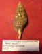 Cymatium Corrugatum (Lamarck, 1816)-Pozzuoli ( Italy). 83,5x 32,9mm. From Fishing Nets Left At 20-30mtrs Depth. Jan. 200 - Seashells & Snail-shells