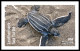 Delcampe - USA 2024 Protect Sea Turtles,Oilve Ridley,Animal, Imperf NDC, Set 6 MNH (**) - Unused Stamps