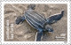 Delcampe - USA 2024 Protect Sea Turtles,Oilve Ridley,Animal, Perforated ,Set Of 6v, MNH (**) - Nuovi