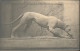 Ansichtskarte  Hund Skulptur 1920 - Sculpturen