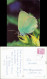 Ansichtskarte  Tiere - Schmetterling - Callophys Rubi L. 1984 - Sonstige & Ohne Zuordnung
