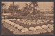 104836/ GENT, Gentse Floraliën 1933 - Gent
