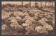 104835/ GENT, Gentse Floraliën 1933 - Gent