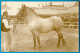 CPA CARTE-PHOTO 60 SONGEONS Oise - Exposition - Cheval De Concours Agricole - Songeons