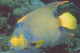 FISH Vintage Postcard CPSMPF #PKG949.A - Pescados Y Crustáceos
